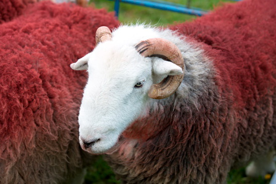 Walton Farm Herdwick