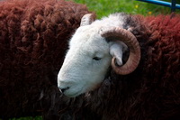 Lakeland Herdy Artworks, Herdy Sketch, Clappersgate, Helm Crag, High Hartsop Dodd, Swinside, Hawkshead, Herdies, Herdwick Sheep Prints, Kirkland (Penrith), Mellbreak, Herdwick Sheep Oil Painting, Herdy Art, Bannerdale Crags, Herdy Sheep Artist, Herdwick Artwork, Houghton, Little Mell Fell, Thursby, Arnside, Dent, Dockray, Rossett Pike, High Pike (Scandale), Natland, Culgaith, Herdwick Sheep Oil Pastels, Middle Fell, Boustead Hill, Brock Crags,  Lake District, Cumbria.