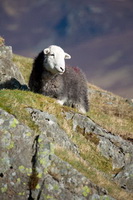 Brock Crags, Ullscarf, Crooklands, Buck Pike, Lakeland Sheep, Green Crag, Lakeland, Herdwick Sheep Oil Pastels, Backbarrow, Herdwick Ewe, Parsonby, Herdwick, Low Newton, Kirkby Lonsdale, Rest Dodd, Killington, Old Town, Routenbeck, Long Marton, Hartsop Dodd, Herdwick Drawings, Kirkby Thore, Herdwick Sheep Sketch, Herdwick Artwork, Herdwick Sheep Prints,  Lake District, Cumbria.