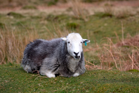 Sandside Herdwick