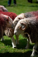 Low Hesket, Base Brown, High Street, Ravenstonedale, Herdwick Sheep Oil Painting, Rottington, Buckbarrow, Ard Crags, Herdy Wall Art, Lanercost, Herdwick, Red Screes, Herdwick Wall Art, Baycliff, Troutbeck (Penrith), Ullock Pike, Mungrisdale, Newby Bridge, Loughrigg Fell, Kearstwick, Kirkoswald, Lowther, Hen Comb, Herdwick Sheep Art Studio, Embleton, Herdwick Sheep Acrylic Paintings, Herdies,  Lake District, Cumbria.