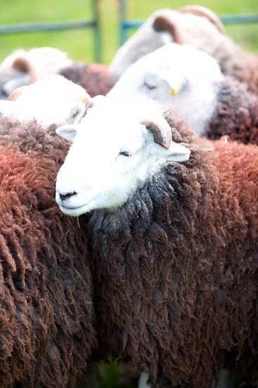 Burgh by Sands Farm Herdwick