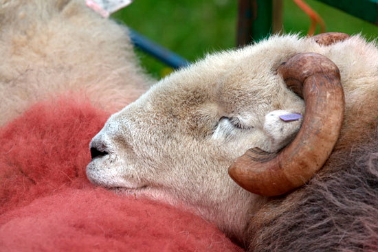 Angletarn Pikes Valley Herdwick - Lakeland Photos - Art Prints Angletarn Pikes Valley Herdwick