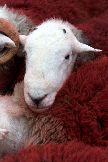 Bonscale Pike Lake district Sheep