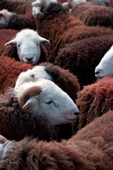 Cleator Valley Lakeland Sheep - Lakeland Photos - Art Prints Cleator Valley Lakeland Sheep