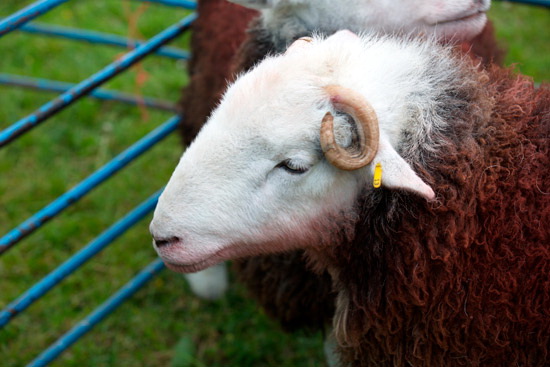 Mungrisdale Common Farm Herdwick
