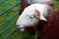 Far Sawrey, Crosthwaite, Herdy Wall Art, Herdies, Great Carrs, Herdwick Wall Art, Herdwick Sheep Oil Painting, Cliburn, Lakeland Sheep, Banks, Boltongate, Little Strickland, Herdy Art, High Hesket, Rosthwaite Fell, Low Newton, Nethermost Pike, Herdwick Sheep Acrylic Paintings, Herdwick Sheep Art Studio, Parsonby, Branstree, Longlands Fell, Blencarn, Orthwaite, Wetherlam, Herdy Sketch, Herdwick, Herdwick Sheep Sketch, Harter Fell, Mardale,  Lake District, Cumbria.