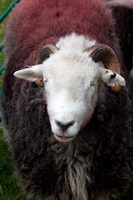 Warwick Bridge, Catbells, High Bankhill, Lank Rigg, Brampton (Carlisle), Bowfell, Raven Crag, Great Crosthwaite, Haycock, Swirl How, Cumdivock, Herdy Wall Art, Blake Fell, Herdwick Artwork, Heron Pike, Moor Row, Rest Dodd, Herdwick, Herdwick Sheep Art, Herdwick, Herdy Ewe, Seat Sandal, Herdwick Sheep Prints, Lakeland Sheep, Temple Sowerby, Herdwick Sheep Oil Painting, Clough Head, Herdwick Wall Art, Great Musgrave, Carrock Fell, Herdwick Sheep Oil Pastels, Leasgill,  Lake District, Cumbria.