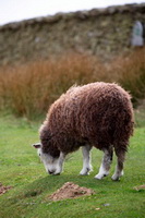 Eel Crag (Crag Hill), Great Crag, Herdwick Sheep Sketch, Plumbland, Brim Fell, Herdy Art, Walton, Millom, Lakeland Herdy Artworks, Broughton, Herdwick Sheep Oil Pastels, Hartsop above How, Seascale, Long Marton, Dovenby, Croglin, Great Crosthwaite, Herdwick Sheep Prints, Coniston Old Man, Herdwick, Lowther, Herdy Sketch, Scoat Fell, Raven Crag, Herdwick Drawings, Herdwick Wall Art, Mellbreak, Whinlatter,  Lake District, Cumbria.