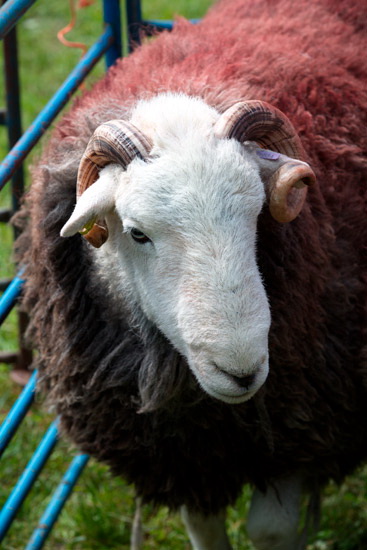 Froswick Field Herdwick - Lakeland Photos - Art Prints Froswick Field Herdwick