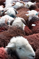 Great Orton, Bigrigg, Blea Rigg, Mixed-Media Herdwick Art, High Newton, Selside Pike, Grange Fell, Herdwick Drawings, Herdwick Company, Lupton, Herdwick Art, Bampton, Kirk Fell, Bannerdale Crags, Lingmell, Hilton, Herdies, Tarn Crag (Far Eastern Fells), Wythburn, Herdwick Sheep, Herdwick Sketch, Whicham, Herdwick Sheep Art, Ling Fell, Great Broughton, Herdwick Sheep Oil Painting,  Lake District, Cumbria.