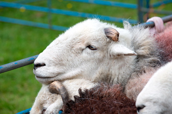 Whinlatter Field Herdwick