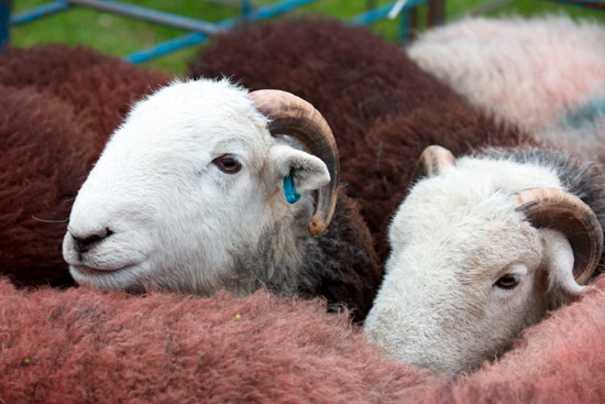 Pavey Ark Valley Lake district Sheep - Lakeland Photos - Art Prints Pavey Ark Valley Lake district Sheep