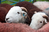 Herdies, Herdwick Sketch, Rottington, Caldbeck, Mixed-Media Herdwick Art, Whitfell, Brigsteer, Herdwick Art, Gowbarrow Fell, Herdwick, Great Cockup, Herdwick Art Studio, Herdwick Sheep Oil Painting, Camerton, Bewaldeth, Grey Crag, Little Mell Fell, Buck Pike, Robinson, Herdwick Drawings, Lakeland Sheep, Hen Comb, Herdwick Sheep Prints, Renwick, High Seat, Herdwick Artwork, Crinkle Crags, Loft Crag, Thornthwaite, Herdwick Company, Penrith, Crosscanonby, Natland,  Lake District, Cumbria.