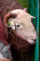 Scar Crags, Lakeland Herdy Artworks, Kentmere Pike, Waberthwaite, High Pike (Caldbeck), Hartsop, Herdwick, Raven Crag, Lakeland Sheep, Whin Rigg, Aspatria, Herdwick Sheep Oil Painting, Blake Fell, Starling Dodd, Herdy Sketch, Herdwick Sheep Oil Painting, Herdwick Artwork, Ambleside, Steel Knotts, Burnbanks, Distington, Herdwick Sheep Art, Herdy, Sallows, Cleator, Herdwick Sheep Sketch, Dalston, Warwick-on-Eden, Herdies, Rampside, Herdwick Sheep,  Lake District, Cumbria.