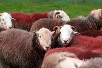 Burnbanks, Great Rigg, Clough Head, Orton, Lakeland Herdy Artworks, Green Crag, Broom Fell, Hartley, Crosby Ravensworth, Great Corby, Herdwick Sheep Art Studio, Herdy Sketch, Herdy, Newton Arlosh, Hart Side, Blake Fell, Herdy Sketches, Herdwick Sheep Oil Painting, Barrow, Tirril, Dacre, Ravenglass, Seathwaite Fell, Kirkhouse, Shap, Carrock Fell, Herdwick Sheep, Sheffield Pike, Herdwick,  Lake District, Cumbria.