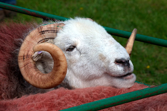 Dockray Farm Lakeland Sheep