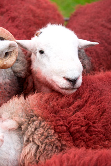 Cartmel Fell Field Herdwick Sheep - Lakeland Photos - Art Prints Cartmel Fell Field Herdwick Sheep