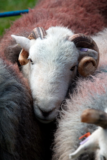 Rowrah Valley Herdwick
