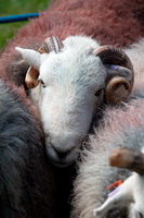 Newton Reigny, Souther Fell, Glenridding Dodd, Herdwick Sketch, High Hartsop Dodd, Skiddaw, Herdwick Sheep Sketch, Fleetwith Pike, Penruddock, Lingmoor Fell, Millom, Herdwick Art, Ling Fell, Walla Crag, Nab Scar, Clifton, Cartmel Fell, Herdwick Drawings, Roosebeck, Herdwick Ewe, Herdwick, Herdwick Artwork, Herdwick Art Studio, Swirl How, Lakeland Sheep, Seatoller, Catbells, High Bankhill, Herdwick, Blencathra, Beaumont, Aspatria,  Lake District, Cumbria.