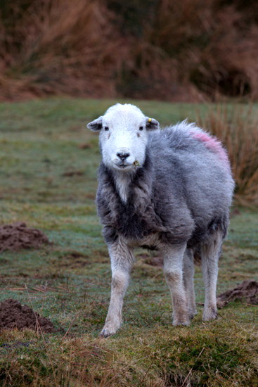 Irthington Farm Herdwick - Lakeland Photos - Art Prints Irthington Farm Herdwick