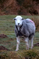 Calf Crag, Herdies, Herdy Ewe, Hethersgill, Souther Fell, Steeple, Robinson, Milnthorpe, Herdwick Artwork, Hensingham, Oxenholme, Barbon, Watendlath, Herdy Sheep Artist, Scar Crags, Allithwaite, Lakeland Sheep, Herdy Sketch, Starling Dodd, Yewbarrow, Gibson Knott, Herdwick Wall Art, Blencarn, Herdwick Sheep Art,  Lake District, Cumbria.