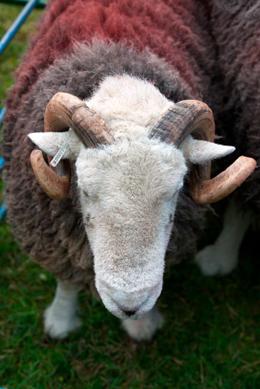 Leece Field Herdwick