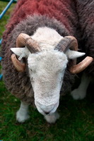 Dovenby, Brigflatts, Seatallan, Robinson, Urswick Great and Little, Middle Fell, Maulds Meaburn, Herdwick Sheep Art, Nether Wasdale, Herdwick Sketch, Warwick Bridge, Seathwaite Fell, Herdwick Sheep Sketch, Middle Dodd, Herdies, Herdwick Ewe, Mixed-Media Herdwick Art, Calthwaite, Clough Head, Newbiggin-on-Lune, Herdwick Sketches, Piel Island, Melmerby, Drybeck, Herdwick Artwork, Base Brown, Herdwick Drawings, Wetheral, Herdwick Sheep, Froswick, High Raise, Herdwick, Herdwick Sheep Prints, Haycock,  Lake District, Cumbria.