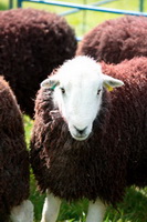 Nethermost Pike, Herdwick, Ullock Pike, Kirk Fell, Clifton, Dendron, Natland, Brandreth, Herdwick Sheep Acrylic Paintings, Herdwick Sheep Oil Pastels, Burneside, Herdwick, Herdwick Sheep Art, Green Gable, Herdwick Artwork, Frizington, Staveley (Kendal), Eskdale Green, Herdwick Sheep Art Studio, Brock Crags, Wether Hill, Endmoor, Matterdale End, Cumwhinton, Herdy Ewe, Cartmel, Birks,  Lake District, Cumbria.