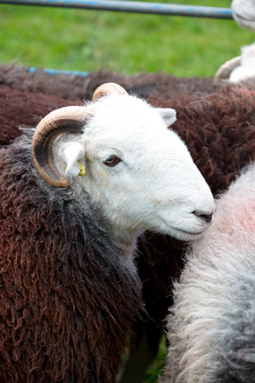 Little Asby Herdwick - Lakeland Photos - Art Prints Little Asby Herdwick