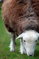 Rampside, Grinsdale, Brisco, Herdwick, Herdwick Sheep Oil Painting, Pooley Bridge, Herdwick Sheep Art Studio, Lakeland Sheep, Blencarn, Raven Crag, Boot, Torver, Great Crag, Herdwick Sheep Oil Painting, Tarn Crag (Easedale), Mungrisdale Common, Birks, Herdwick Sheep Prints, Herdwick Artwork, Herdy Sketch, Herdy Art, Sail, Blake Fell, Herdy Wall Art, Herdwick Sheep Acrylic Paintings, Waberthwaite, High Tove, Angletarn Pikes,  Lake District, Cumbria.