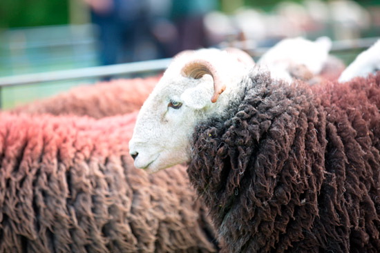 Grike Valley Herdwick Sheep