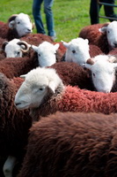 Lakeland Herdy Artworks, Herdwick Sheep Art, Matterdale End, Bowscale Fell, Illgill Head, Hart Crag, Grey Friar, Cotehill, Firbank Fell, Urswick Great and Little, Newby Bridge, Fleetwith Pike, Herdwick Sheep Oil Pastels, Waterhead, Greendale, Green Crag, Wigton, Staveley (Kendal), High Hartsop Dodd, Herdwick Sheep Art Studio, Ackenthwaite, Herdwick Sheep Sketch, Herdwick Drawings, Herdy Wall Art, Herdwick Sheep, Herdwick Artwork, Tarn Crag (Easedale), Lakeland Sheep, Flookburgh,  Lake District, Cumbria.