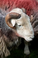 High Stile, Brim Fell, Ormathwaite, Great Rigg, Mixed-Media Herdwick Art, Herdwick Sheep Oil Pastels, Herdwick Sheep Sketch, Herdwick Artwork, Thunacar Knott, Maiden Moor, Maulds Meaburn, Black Combe, Herdwick Sheep Prints, Herdwick Sheep Acrylic Painting, Martindale, Herdwick Sheep, Herdwick Art Studio, Bridekirk, Lingmoor Fell, Grinsdale, Lank Rigg, Herdwick Sheep Oil Painting, Lamplugh, Herdwick Sketches, Buckbarrow, Boustead Hill, Melmerby, Herdwick Sheep Art, Herdwick Sheep Oil Painting, Drybeck,  Lake District, Cumbria.