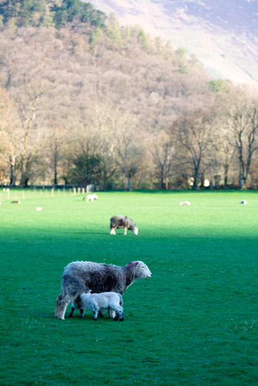 Threlkeld Field Lakeland Sheep - Lakeland Photos - Art Prints Threlkeld Field Lakeland Sheep