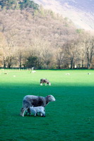 Kirk Fell, Herdwick Sheep Oil Painting, Walton, Herdy Sheep Artist, Calder Bridge, Hartsop Dodd, Blawith, Souther Fell, Herdwick Wall Art, Uldale, Gleaston, Caw Fell, Wythburn, Sandside, Drigg, Mardale Ill Bell, Backbarrow, Herdwick Sheep Oil Painting, Gavel Fell, Herdwick, Herdwick Drawings, Barf, Herdy, Sour Howes, Lakeland Sheep, Herdwick Sheep Oil Pastels, Irthington, Scafell Pike, Sheffield Pike, Dent, Clough Head,  Lake District, Cumbria.