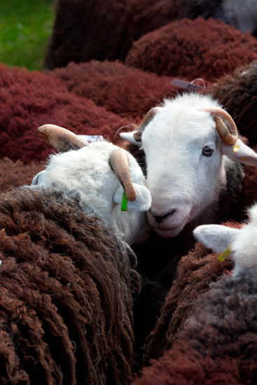 Blake Fell Farm Herdwick - Lakeland Photos - Art Prints Blake Fell Farm Herdwick