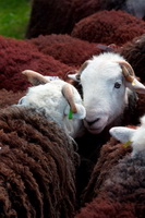 Birker Fell, Herdy Sketches, Far Arnside, Hen Comb, Westnewton, Sale Fell, Herdies, Swirl How, Arnside, Herdy Ewe, Kirkby Lonsdale, Knott, Herdy, Herdwick Wall Art, Slate Fell, Herdy Sheep Artist, Herdwick Sheep, Herdwick Sheep Oil Painting, Rest Dodd, Binsey, Stybarrow Dodd, Herdy Art, Farlam, Herdwick Sheep Prints, Heversham, Herdy Wall Art, Dovenby, Raven Crag, Kirkby Thore, Herdwick Sheep Oil Painting,  Lake District, Cumbria.