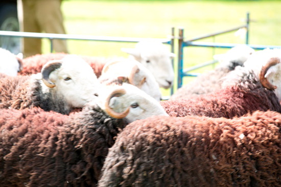 Clifton Farm Lake district Sheep