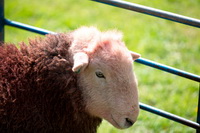 Herdwick, Herdwick Sketches, Buckbarrow, Herdwick Drawings, Brockleymoor, Herdwick, Mungrisdale Common, Elterwater, Eskdale Green, Herdwick Ewe, Seathwaite Fell, Walla Crag, Crinkle Crags, Newbiggin (Brampton), Monkhill, Santon Bridge, Herdwick Artwork, Herdwick Company, Angletarn Pikes, Brim Fell, Cliburn, Herdwick Sheep Acrylic Painting, Mixed-Media Herdwick Art, Arkleby, Holmrook, Brae Fell, Herdies,  Lake District, Cumbria.