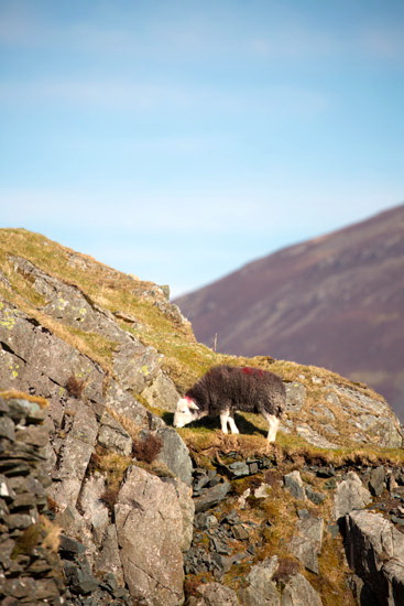 Johnby Farm Lake district Sheep