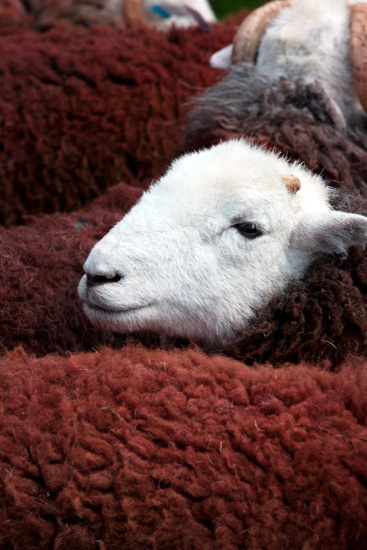 Hartsop Herdwick - Lakeland Photos - Art Prints Hartsop Herdwick
