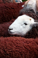 Rowrah, Herdwick, Blake Fell, Lakeland Herdy Artworks, Lakeland Sheep, Knock, Herdy Art, Great Sca Fell, Dufton, High Bankhill, Rampside, Herdy Sheep Artist, Arnison Crag, Pillar, Dodd, Carrock Fell, Lank Rigg, Brough, High Spy, Birker Fell, Herdy, Little Hart Crag, Herdwick Sheep Oil Painting, Levens, Esk Pike, Dove Crag, Dovenby,  Lake District, Cumbria.