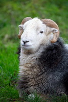 Herdwick Sheep Acrylic Paintings, Long Side, Wandope, Grayrigg Forest, Braithwaite, Herdwick Sheep Prints, Herdy, Dufton, Shap, Herdies, Herdwick Sheep Oil Pastels, Hayton (Aspatria), Herdwick Sheep Sketch, Herdwick, Hart Side, Eskdale Green, Lakeland Sheep, Stainton With Adgarley, Meal Fell, Herdwick Sheep Art, Langwathby, Brougham, Wansfell, Great Ormside, Walla Crag, Whitehaven, Herdy Sketch, Broughton, Castle Crag, Herdwick Drawings, Hard Knott, High Raise,  Lake District, Cumbria.