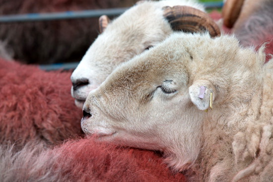 Heversham Field Herdwick