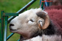 Brisco, Hesket Newmarket, Armboth Fell, Herdwick, Herdy Sheep Artist, Binsey, Dalton-in-Furness, Herdy, Skiddaw, Stanah, Herdy Ewe, Hayton (Aspatria), Mixed-Media Herdy Art, Skiddaw Little Man, Oxen Park, Grayrigg, Herdies, Herdwick Sheep Art Studio, Silver How, Herdwick Sheep Art, Causey Pike, Lakeland Herdy Artworks, Langwathby, Rockcliffe, Herdwick Sheep Prints, Lakeland Sheep, Herdwick, Loughrigg Fell,  Lake District, Cumbria.