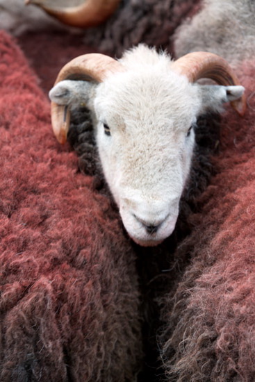 Lindal in Furness Field Lake district Sheep