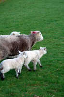 Herdwick, Ill Bell, Cumdivock, Herdy Art, Mixed-Media Herdy Art, Herdy Ewe, Grasmoor, Rampside, Great Dodd, Lamplugh, Great Ormside, Lakeland Herdy Artworks, Great End, Grike, Warwick-on-Eden, Branthwaite (Workington), Grange Fell, Anthorn, Slight Side, Killington, Glenridding Dodd, Herdy Sheep Artist, Herdy, Herdwick Sheep Sketch, Pike of Blisco, Scotby,  Lake District, Cumbria.