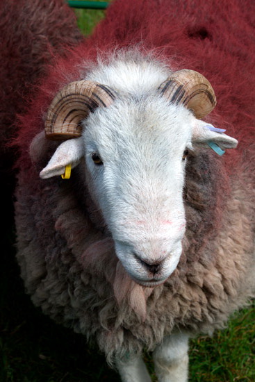 Milburn Field Herdwick