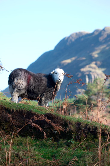 Hallin Fell Herdwick
